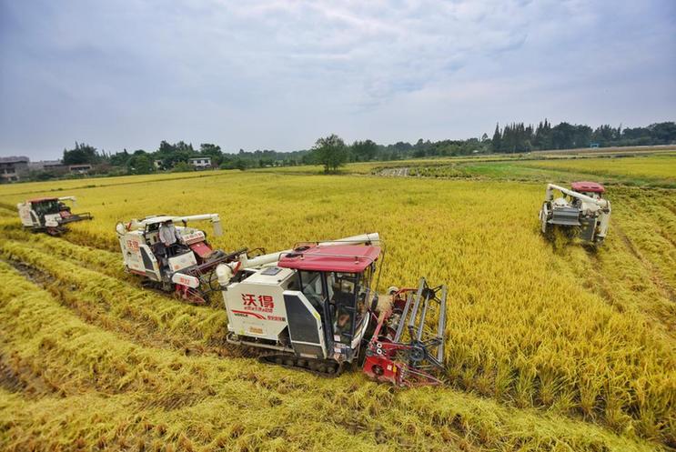 新華全媒+丨喜看豐景溢芳香——第五個中國農民豐收節(jié)各地掃描