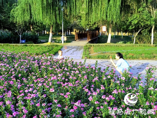 駐馬店市區(qū)秋日美景如畫(huà)