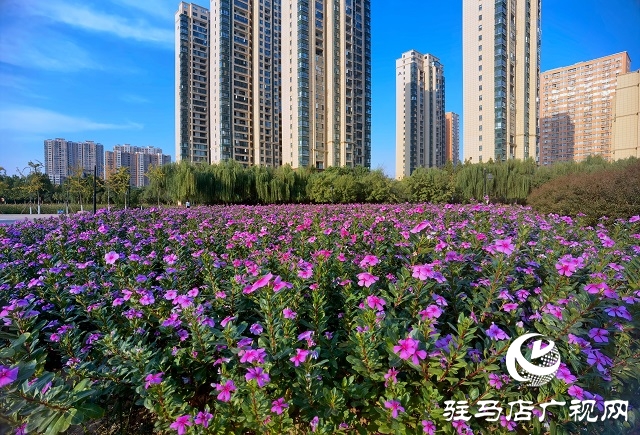 駐馬店市區(qū)秋日美景如畫(huà)