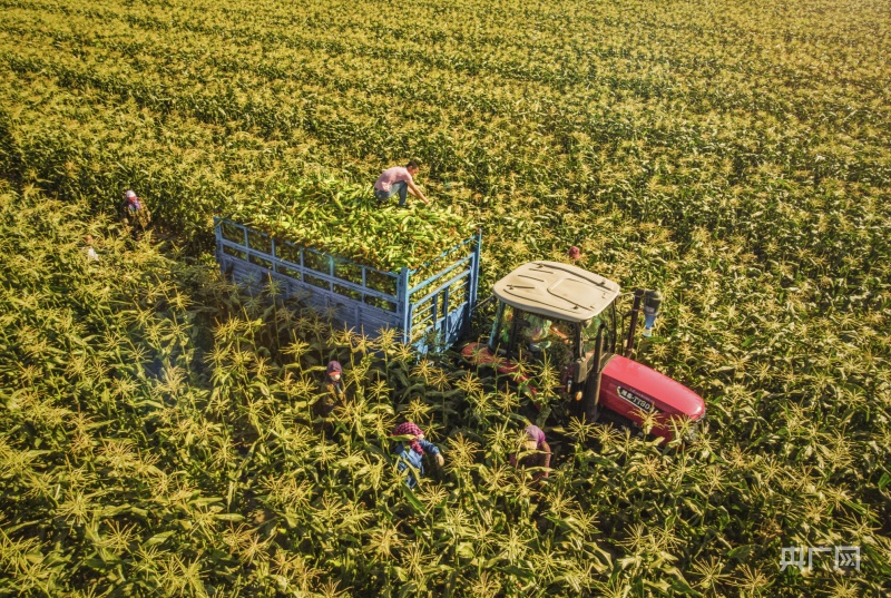 【大時(shí)代】長春：現(xiàn)代農(nóng)業(yè)擦亮“糧食芯片” 科技創(chuàng)新驅(qū)動(dòng)“汽車強(qiáng)國”