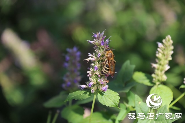 霍香花開(kāi)濃 蜂蝶蹁躚來(lái)