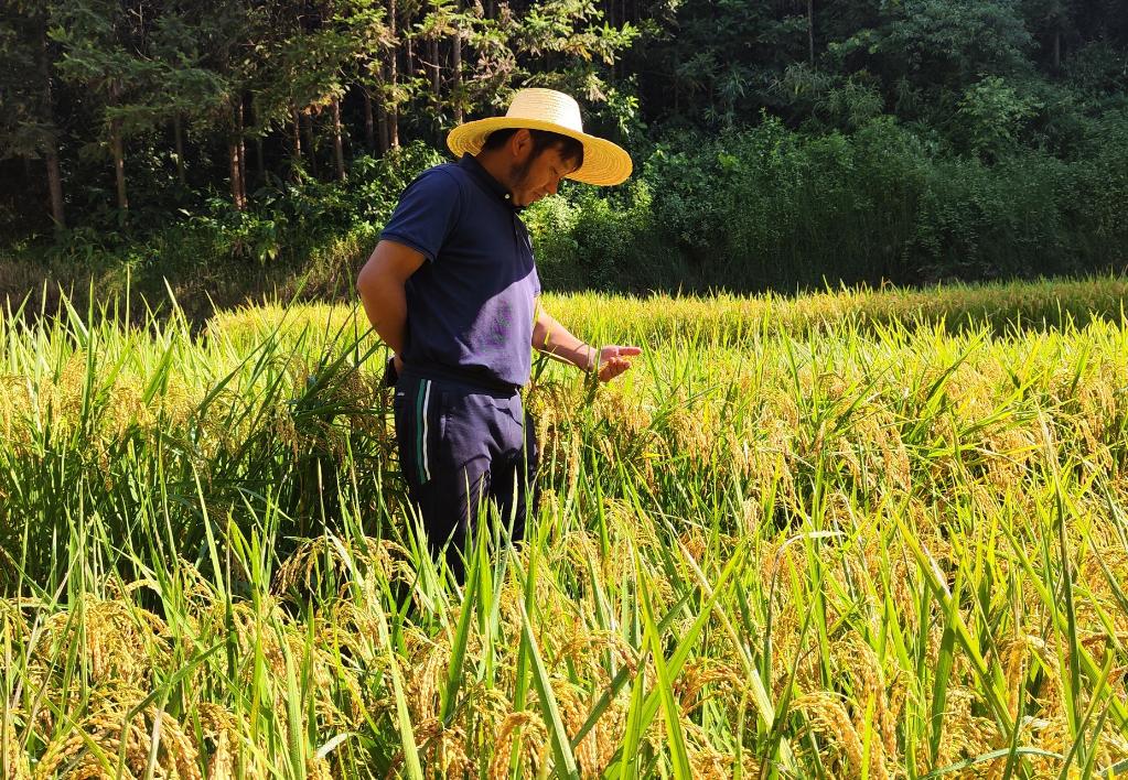 黑稻、多年生稻、巨型稻&hellip;&hellip;奇妙水稻知多少？