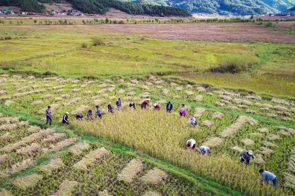 黑稻、多年生稻、巨型稻&hellip;&hellip;奇妙水稻知多少？