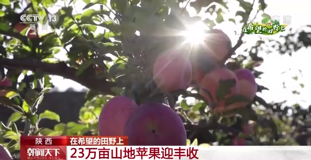 &ldquo;三秋&rdquo;生產(chǎn)關(guān)鍵期，各地加速推進(jìn)秋收工作