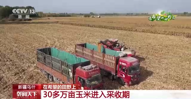 &ldquo;三秋&rdquo;生產(chǎn)關(guān)鍵期，各地加速推進(jìn)秋收工作