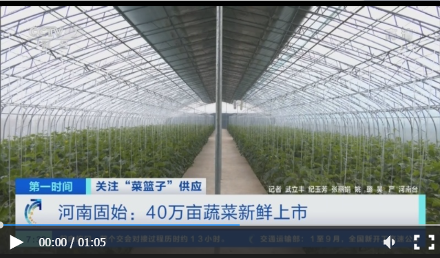關注“菜籃子”供應 河南固始：40萬畝蔬菜新鮮上市