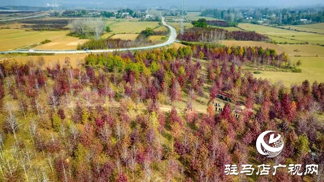 駐馬店：楓香葉正紅 畫筆描繪“楓”情畫卷