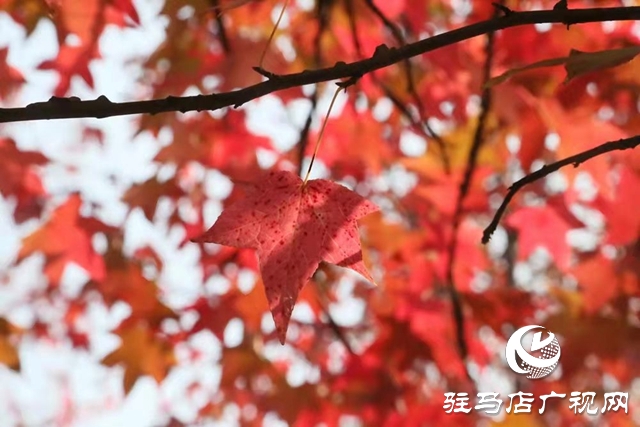 駐馬店：楓香葉正紅 畫筆描繪“楓”情畫卷