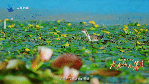 神話新傳｜古有大禹治水，今有&ldquo;會飛的大熊貓&rdquo;安家河南