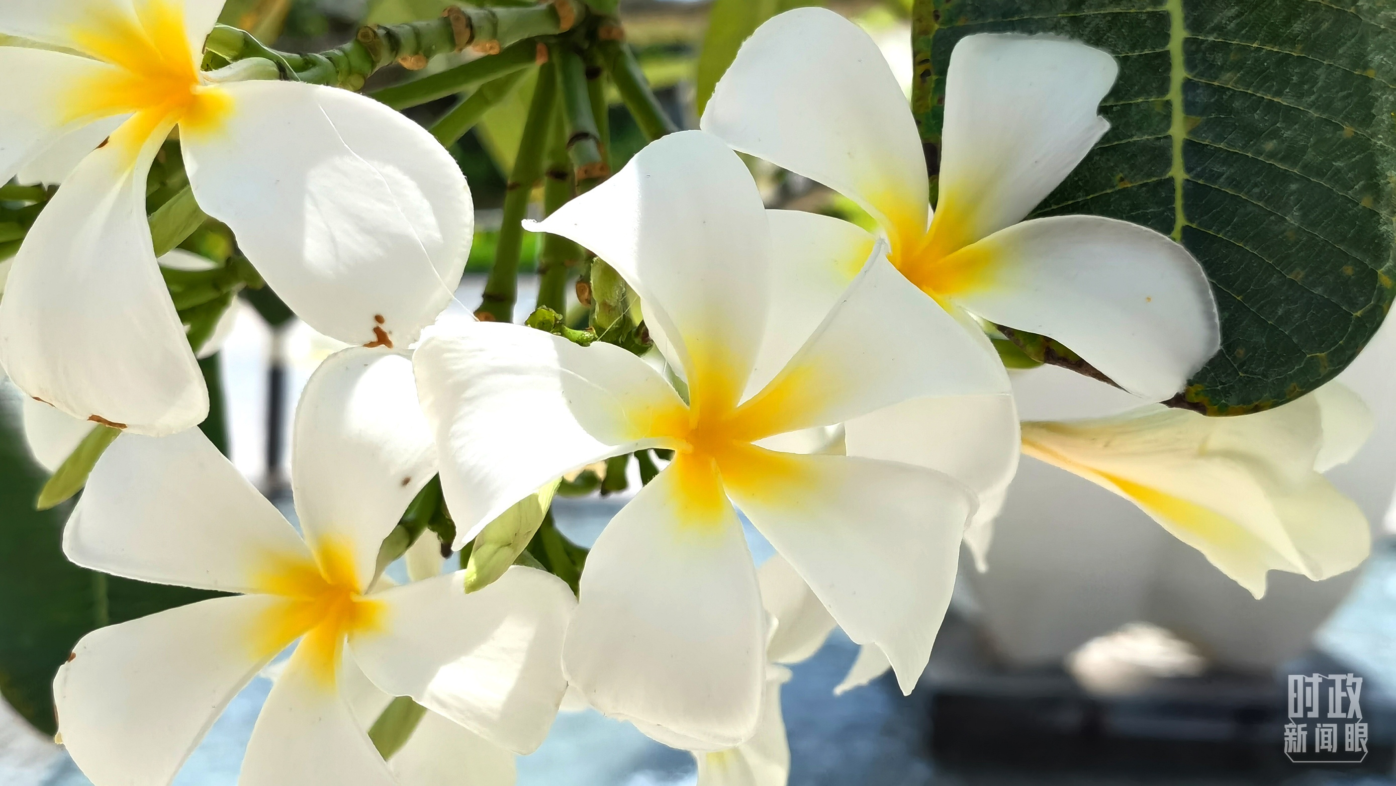 時政新聞眼丨中美元首巴厘島會晤，習(xí)近平闡明了這些重要問題