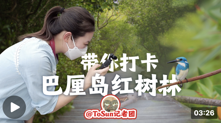 時(shí)政Vlog丨走，帶你打卡巴厘島的紅樹林！