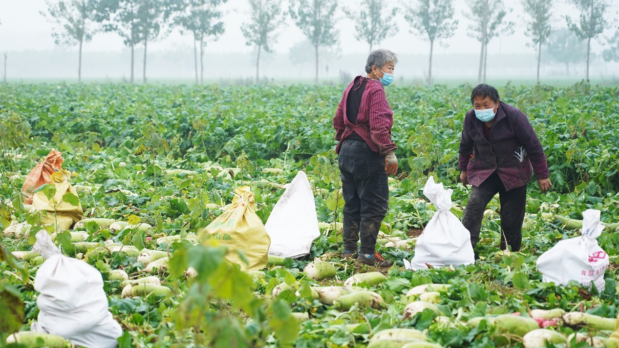 農(nóng)戶種植的100多畝蘿卜遇到銷售困難，電商平臺(tái)參與助力：有困難，咱一起扛！