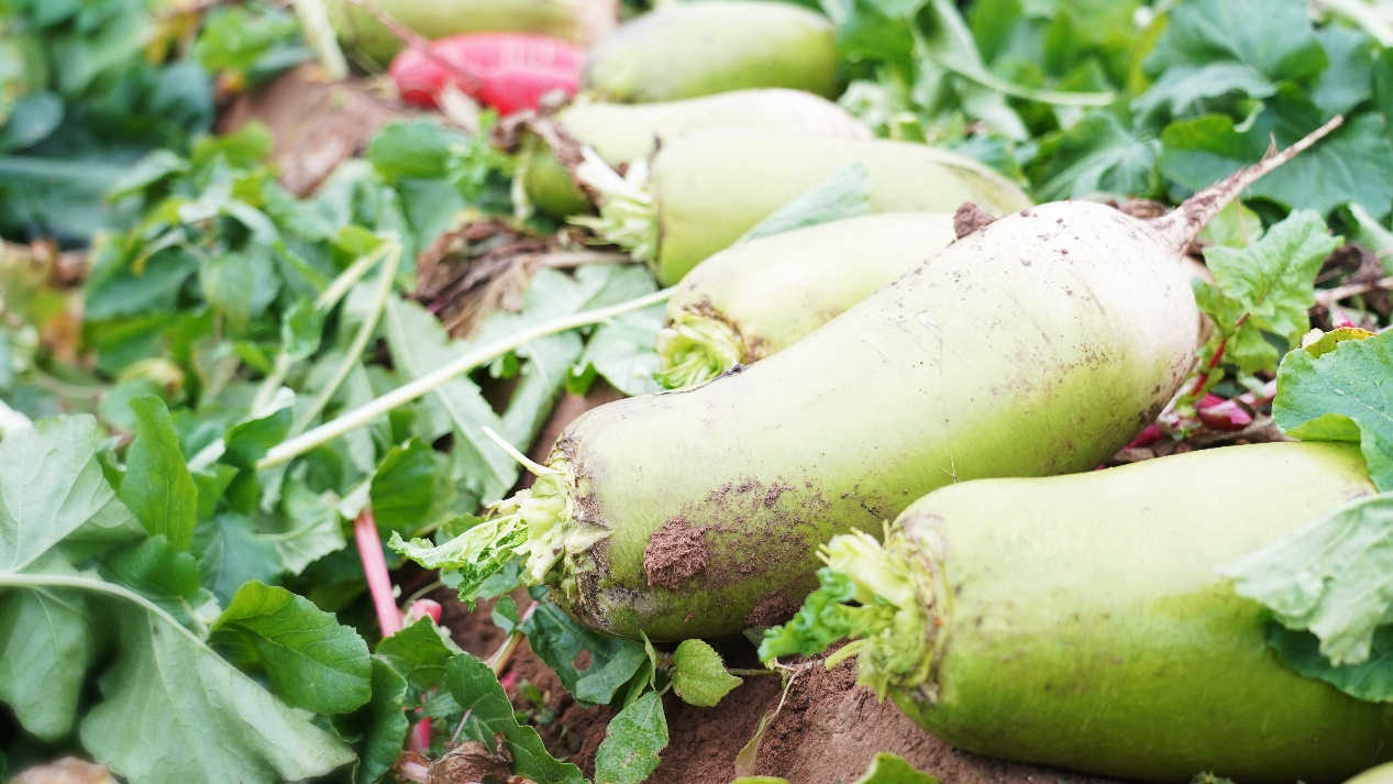 【地評線】河聲：助農(nóng)賣菜，彰顯干部為民初心