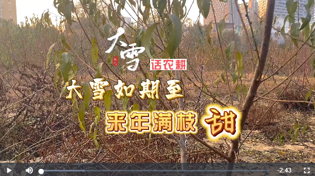 大雪話農(nóng)耕丨大雪如期至 來年滿枝甜