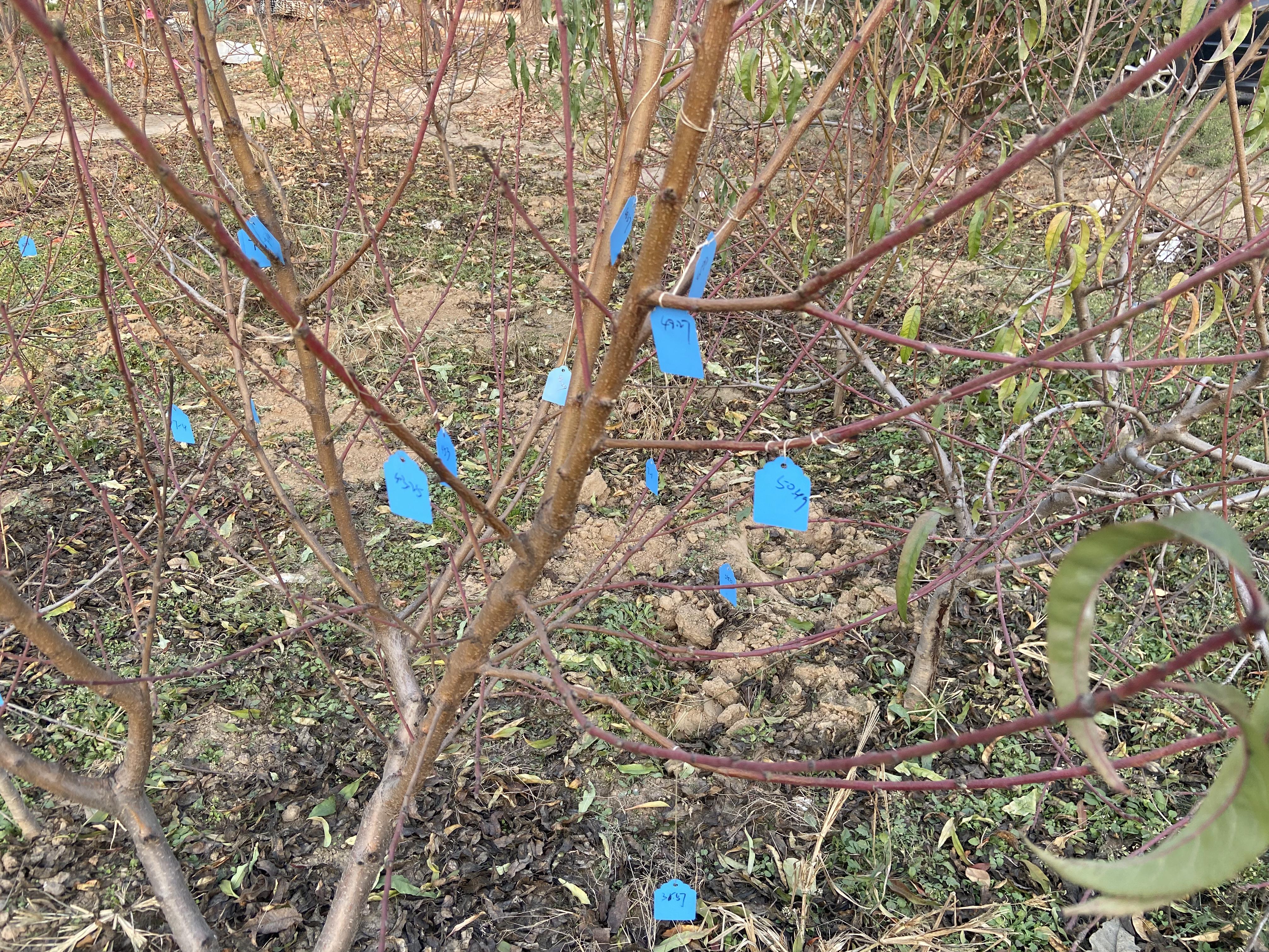 大雪話農(nóng)耕丨大雪如期至 來年滿枝甜