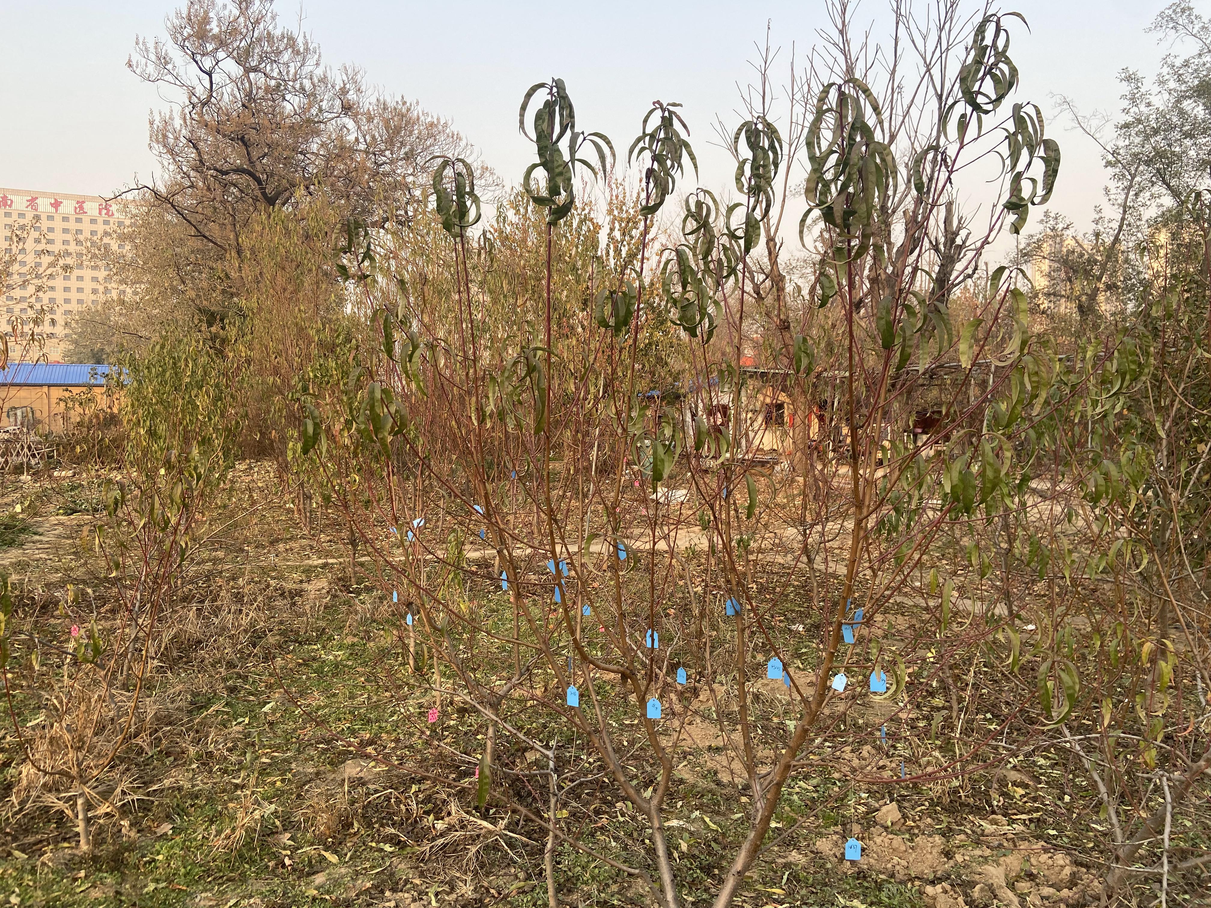 大雪話農(nóng)耕丨大雪如期至 來年滿枝甜