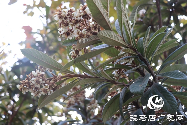 駐馬店：枇杷花開冬日美