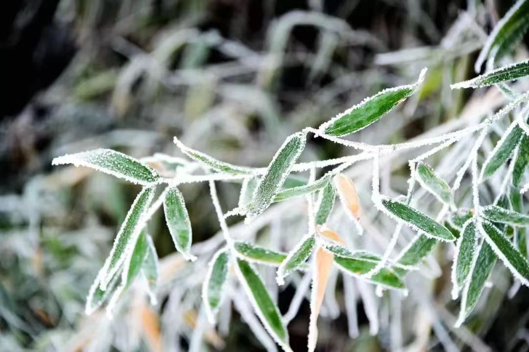 河南泌陽：玉樹瓊花白云山 仲冬霧凇如仙境
