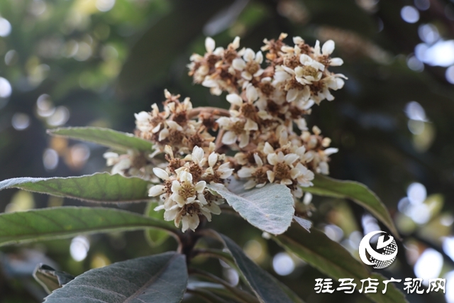 駐馬店：枇杷花開冬日美