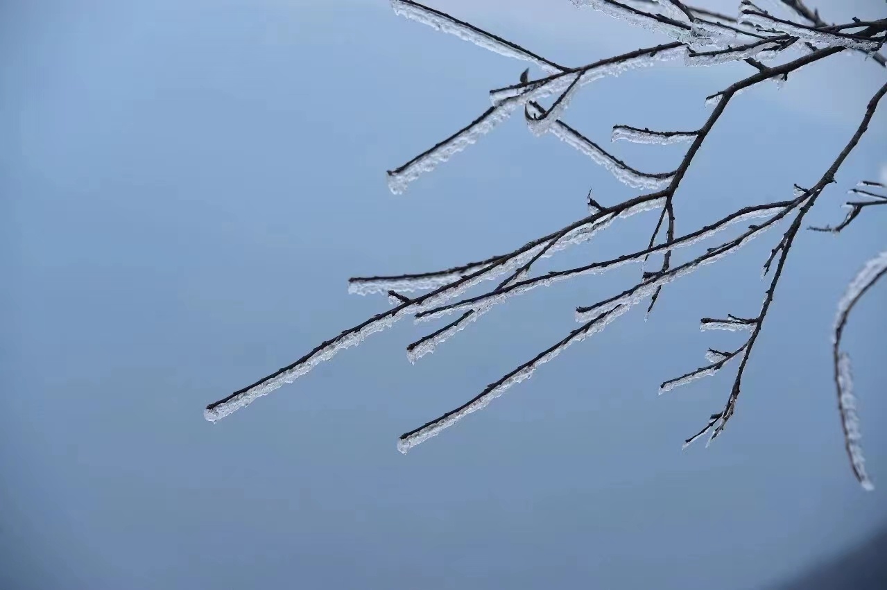 河南泌陽：玉樹瓊花白云山 仲冬霧凇如仙境
