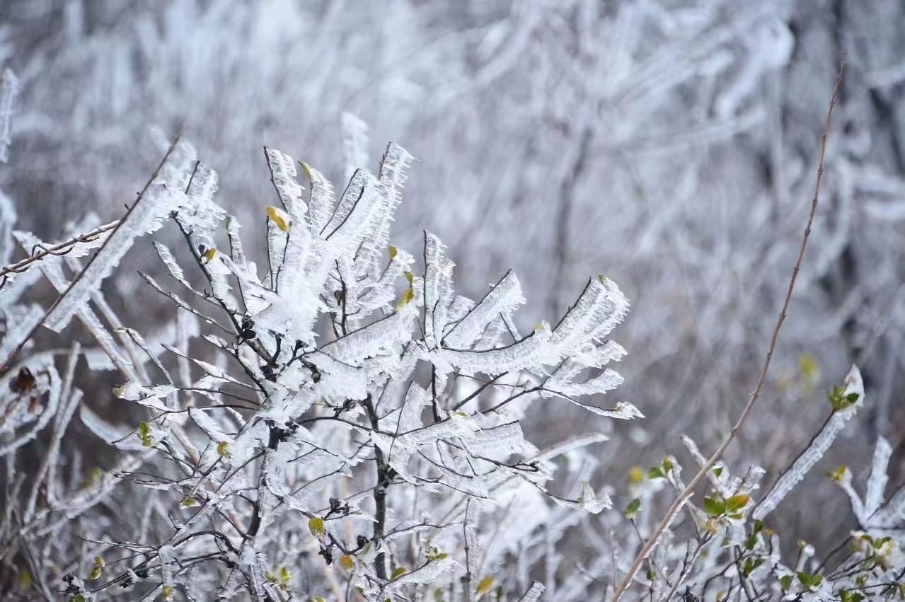 河南泌陽：玉樹瓊花白云山 仲冬霧凇如仙境