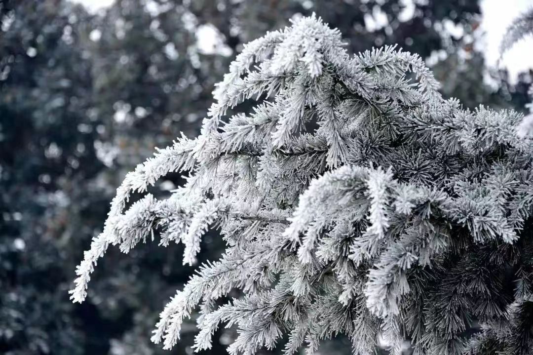 河南泌陽：玉樹瓊花白云山 仲冬霧凇如仙境