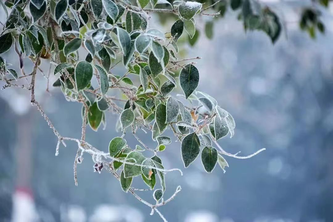 河南泌陽：玉樹瓊花白云山 仲冬霧凇如仙境