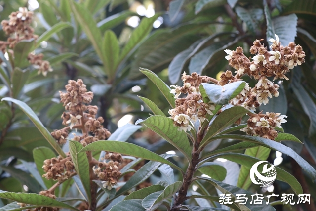 駐馬店：枇杷花開冬日美