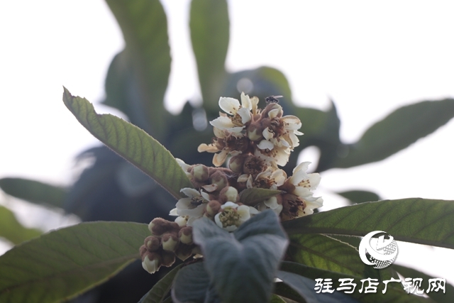 駐馬店：枇杷花開冬日美