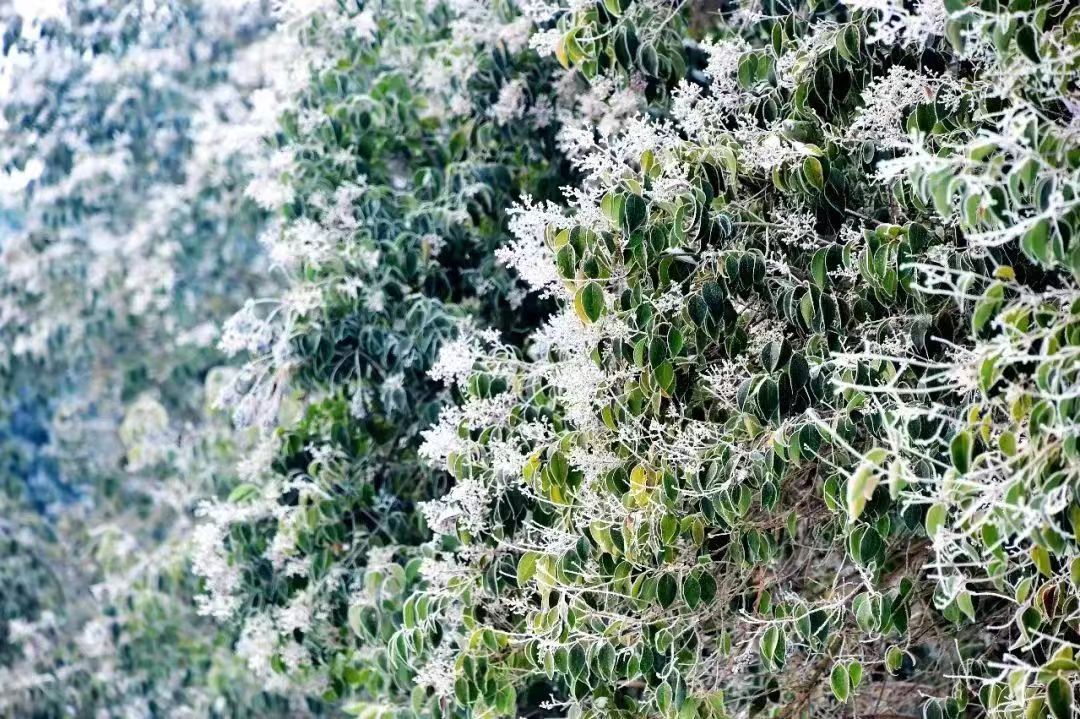 河南泌陽：玉樹瓊花白云山 仲冬霧凇如仙境