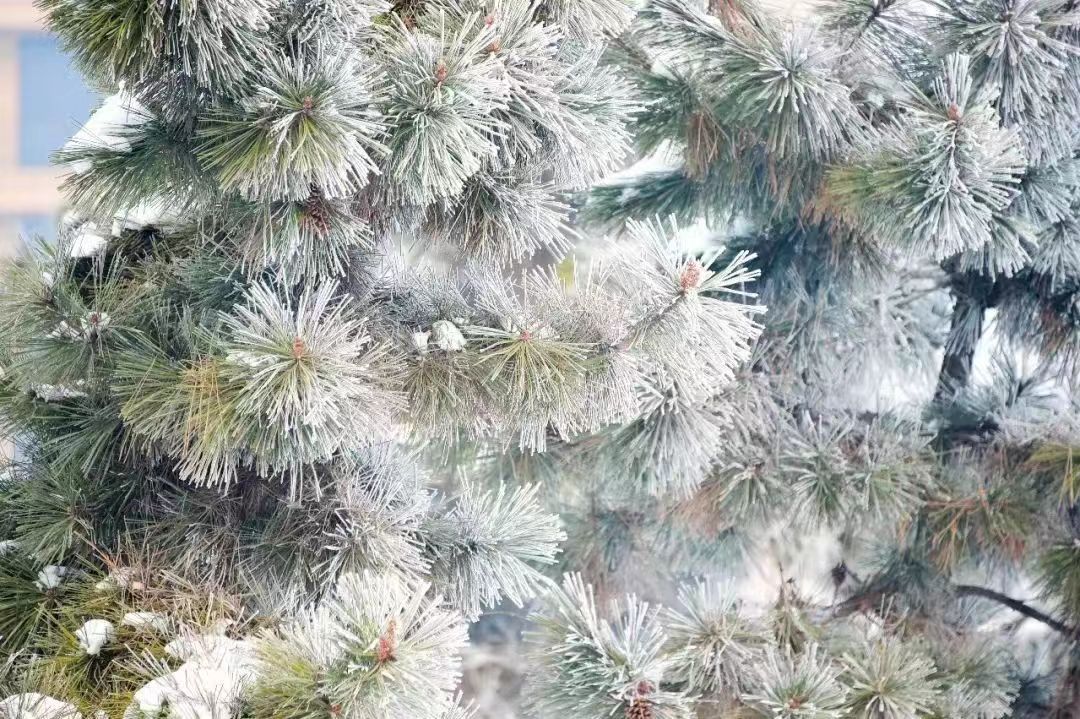 河南泌陽：玉樹瓊花白云山 仲冬霧凇如仙境