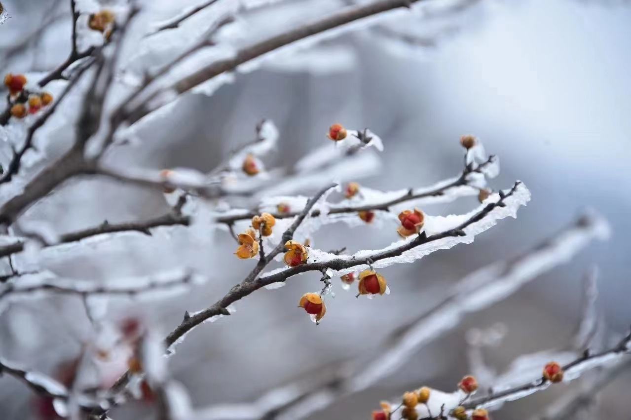 河南泌陽：玉樹瓊花白云山 仲冬霧凇如仙境