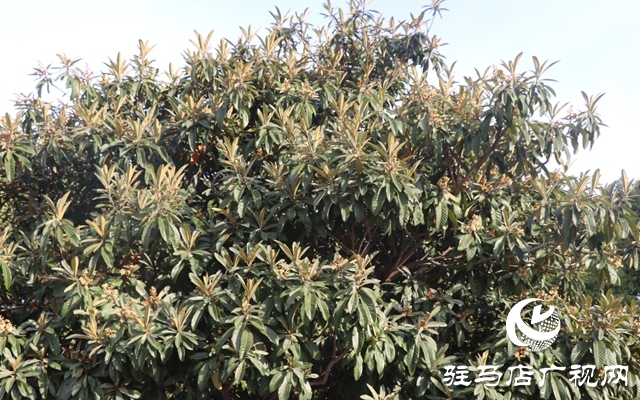 駐馬店：枇杷花開冬日美