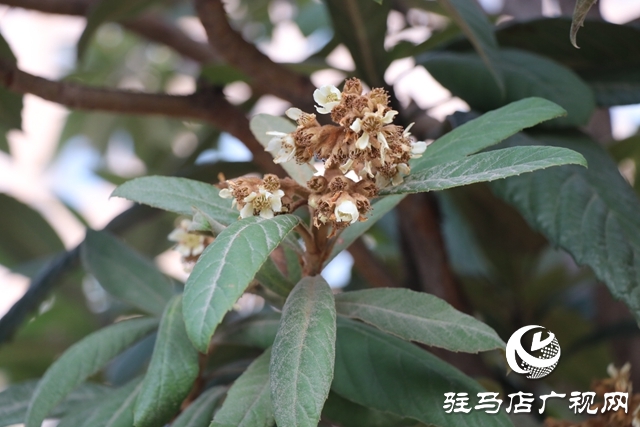 駐馬店：枇杷花開冬日美