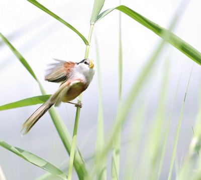 民權(quán)開(kāi)展綜合整治行動(dòng)，加強(qiáng)濕地管理保護(hù) 8萬(wàn)余只鳥(niǎo)兒在黃河故道濕地安家