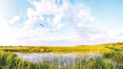 黑鸛、大鴇、白琵鷺以此為家 孟州黃河灘區(qū)成鳥(niǎo)類樂(lè)園