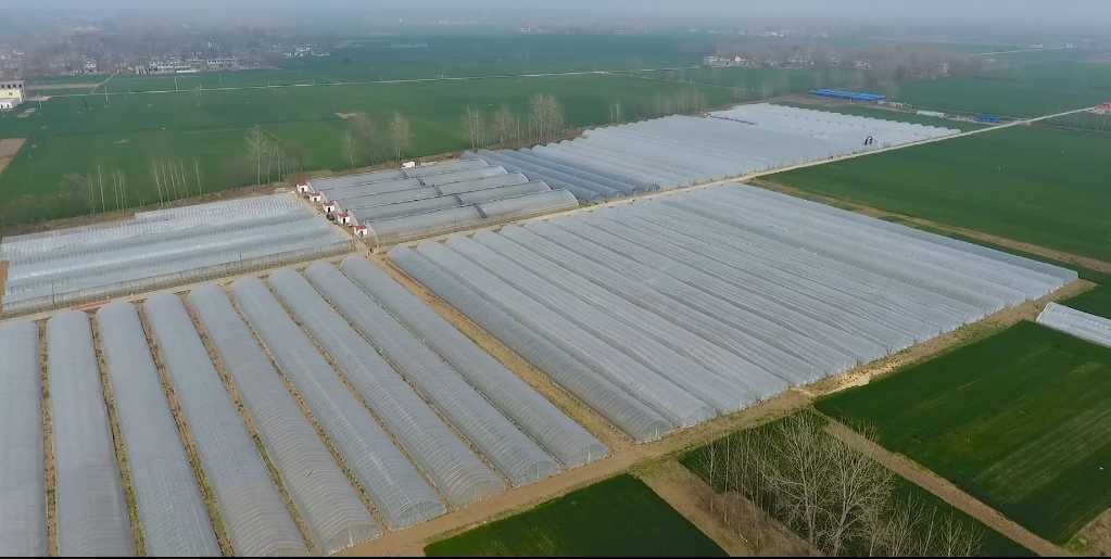 鄉(xiāng)村振興看河南丨與粵港澳大灣區(qū)“菜籃子”簽訂合同 沈丘這個(gè)村發(fā)展訂單農(nóng)業(yè)走上致富路