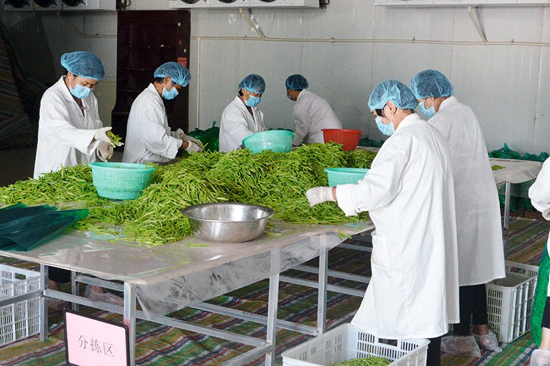 鄉(xiāng)村振興看河南丨與粵港澳大灣區(qū)“菜籃子”簽訂合同 沈丘這個(gè)村發(fā)展訂單農(nóng)業(yè)走上致富路