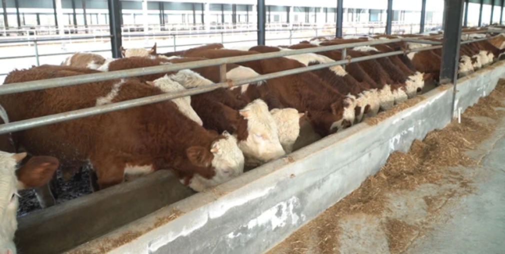 鄉(xiāng)村振興看河南丨與粵港澳大灣區(qū)“菜籃子”簽訂合同 沈丘這個(gè)村發(fā)展訂單農(nóng)業(yè)走上致富路