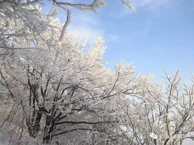 「金頂●冬雪」忽如一夜春風(fēng)來，千樹萬樹梨花開