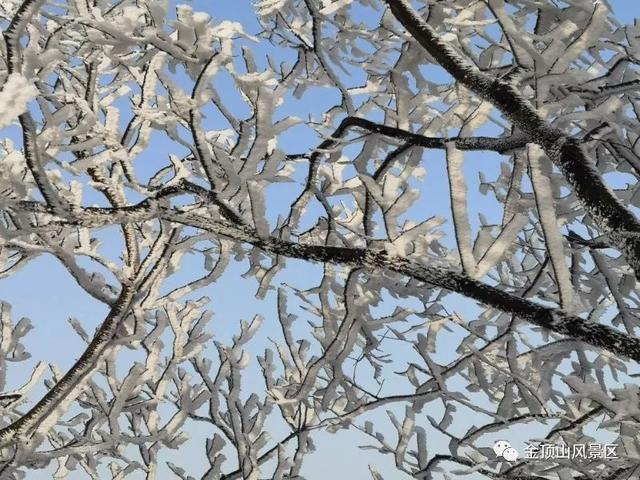 「金頂●冬雪」忽如一夜春風(fēng)來，千樹萬樹梨花開