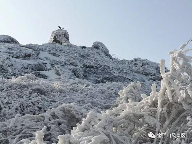 「金頂●冬雪」忽如一夜春風(fēng)來，千樹萬樹梨花開