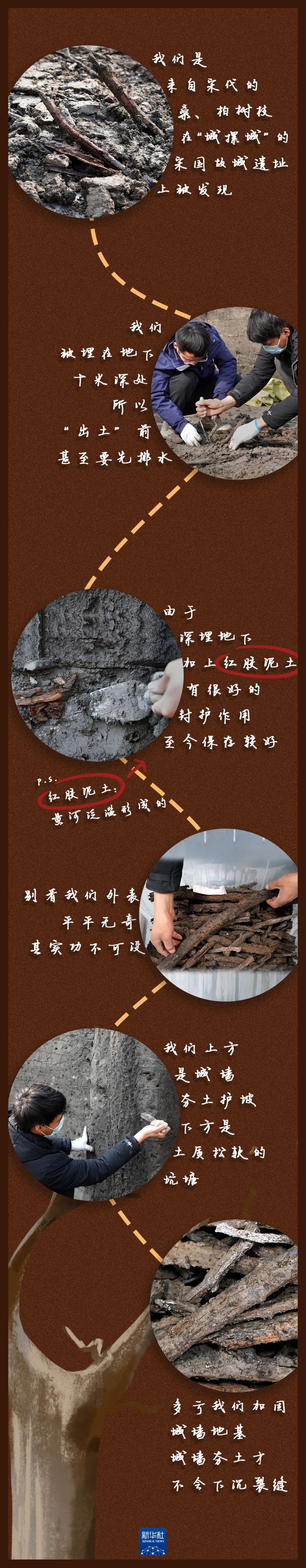 這些樹(shù)枝，刷新認(rèn)知！