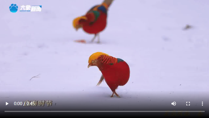 美麗河南·春丨河南三門峽:紅腹錦雞踏雪起舞