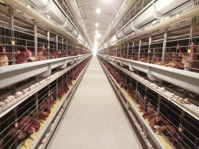 開啟新征程 加快現(xiàn)代化農(nóng)業(yè)強省建設(shè)