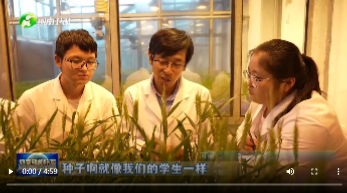 【中國式現(xiàn)代化的河南實踐】手中有糧&middot;一粒良種的&ldquo;表白&rdquo;