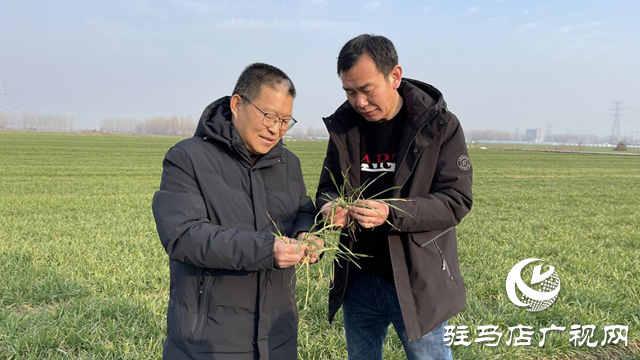 駐馬店市農(nóng)業(yè)專家田間&ldquo;支招&rdquo;春季麥田管理