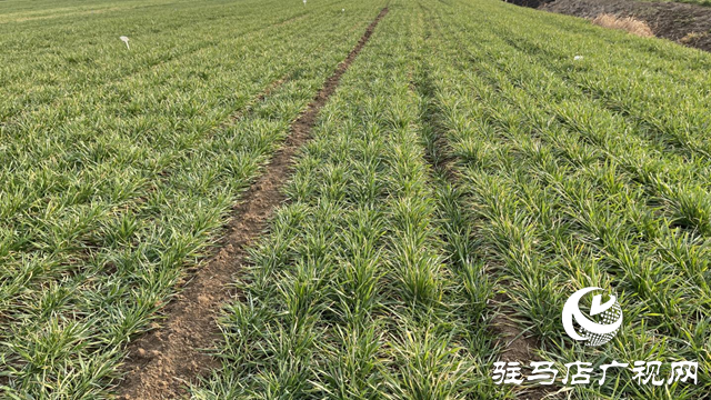 駐馬店市農(nóng)業(yè)專家田間&ldquo;支招&rdquo;春季麥田管理