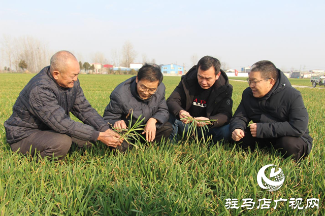 駐馬店市農(nóng)業(yè)專家田間&ldquo;支招&rdquo;春季麥田管理