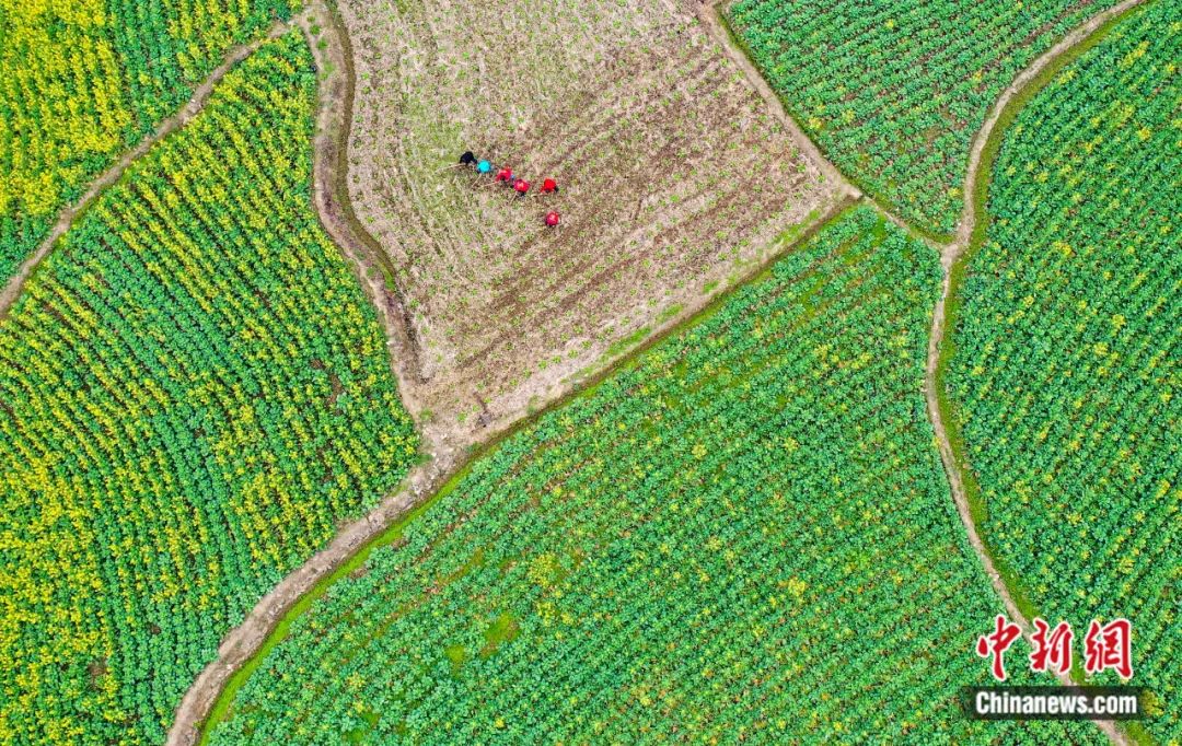 東西問丨蕭放：&ldquo;龍?zhí)ь^&rdquo;為何在&ldquo;二月二&rdquo;這一天？